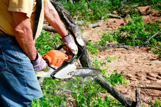 Best Palm Tree Trimming  in Chisago City, MN